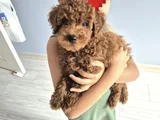 Toy poodle  kore