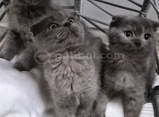 Scotish Yavru Kedi görsel