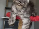 Türkiyede Tek Nadir Renk Pale Blacksmoke Maine Coon Yavrular