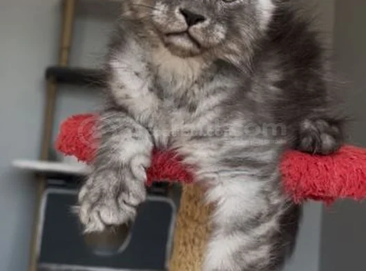 Türkiyede Tek Nadir Renk Pale Blacksmoke Maine Coon Yavrular görsel