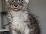 Türkiyede Tek Nadir Renk Pale Blacksmoke Maine Coon Yavrular