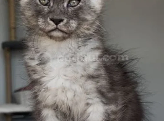 Türkiyede Tek Nadir Renk Pale Blacksmoke Maine Coon Yavrular görsel