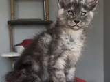 Türkiyede Tek Nadir Renk Pale Blacksmoke Maine Coon Yavrular