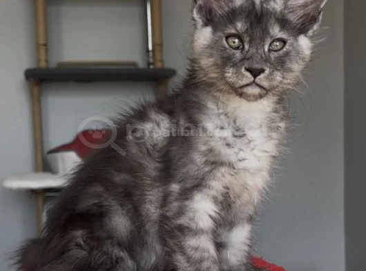 Türkiyede Tek Nadir Renk Pale Blacksmoke Maine Coon Yavrular görsel