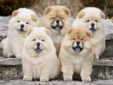 EVİNİZİN NEŞESİ CHOW CHOW