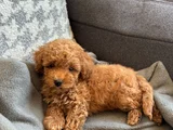 Ki̇lo Ve Irk Garanti̇li̇ Toy Poodle Yavrular