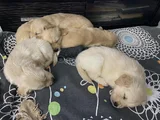 Safkan Golden Yavrulari