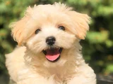 SAFKAN MALTİPOO YAVRULARI