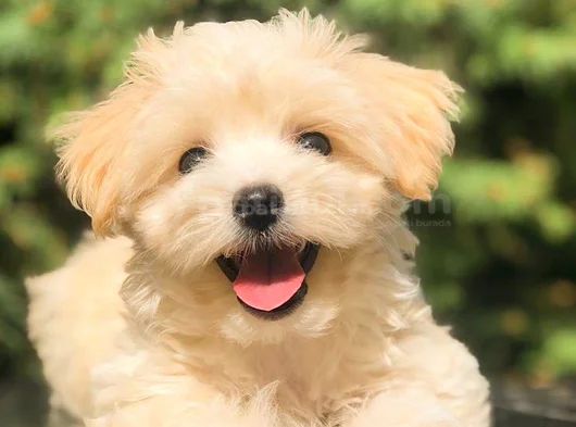 Safkan Malti̇poo Yavrulari