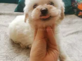 Safkan Maltese Yavrulari