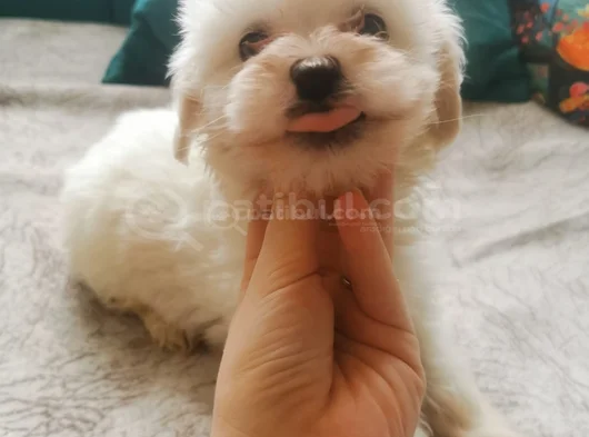 Safkan Maltese Yavrulari görsel