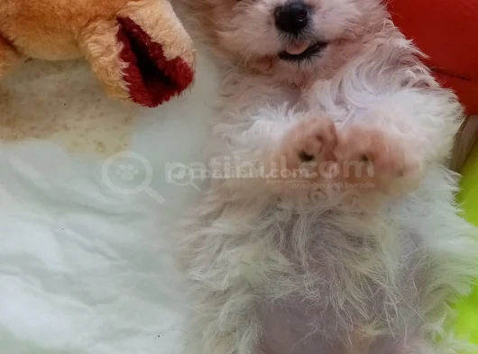 Safkan Malti̇poo Yavrulari görsel