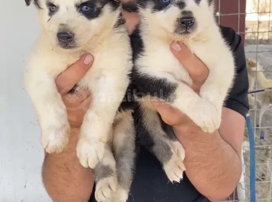 Mavi Göz Husky Bebekler görsel