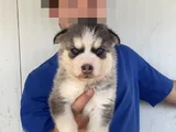 Mavi Göz Husky Bebekler