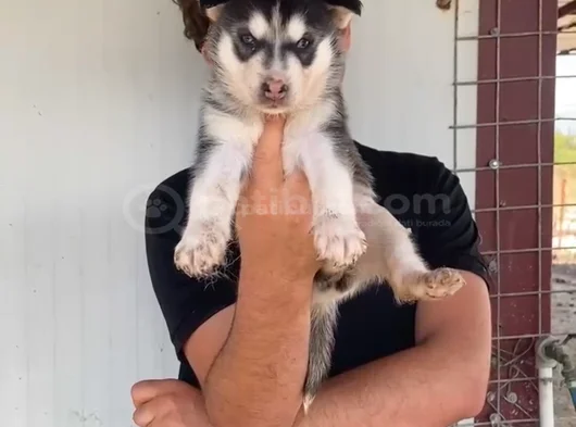 Mavi Göz Husky Bebekler görsel