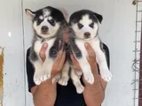 Mavi Göz Husky Bebekler