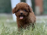 Teacup Korea Poodle