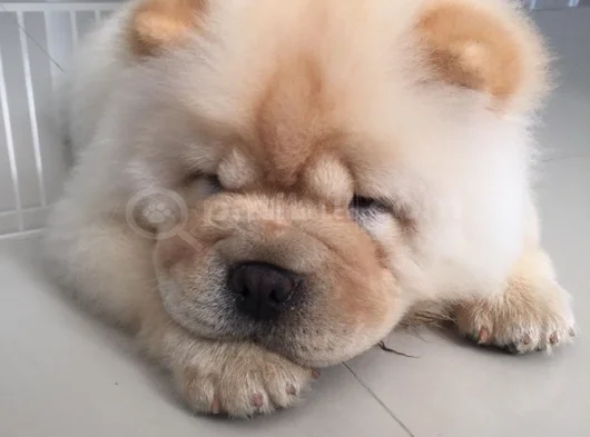 A Kalite Dişi Erkek Chow Chow Yavrularımız görsel