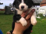 Border Collie Dişi Erkek Yavrularımız