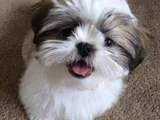 Dişi Erkek Morkie Yavrularımız