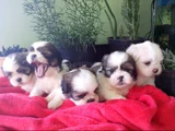 Dişi Erkek Morkie Yavrularımız