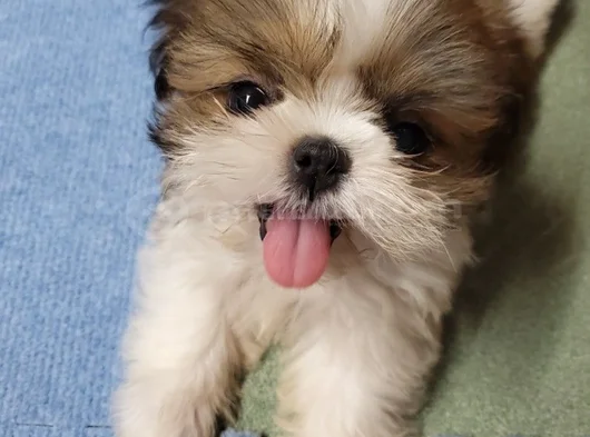 Dişi Erkek Morkie Yavrularımız görsel