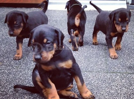Safkan a kalite dişi erkek doberman yavrular