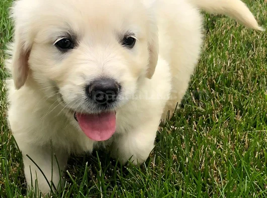 Dişi Erkek Golden Retriever Yavrularımız görsel