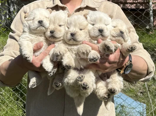 Ayı Surat Chow Chow Yavrular