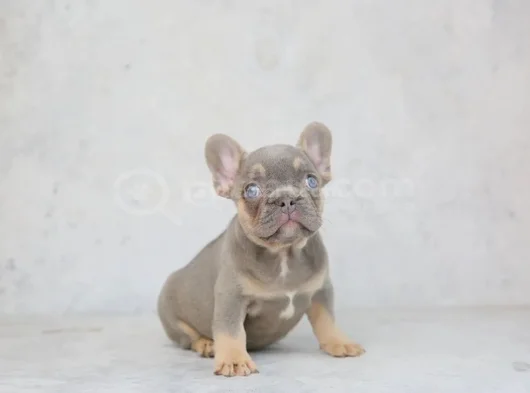 Mükemmel Kalitede French Bulldog