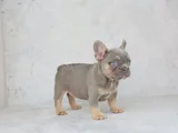 Mükemmel Kalitede French Bulldog