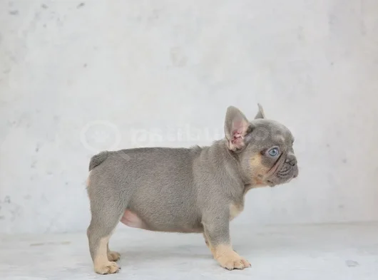 Mükemmel Kalitede French Bulldog görsel