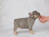 Mükemmel Kalitede French Bulldog