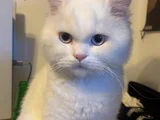 Eş İlanı - Erkek British Longhair 1 yaşında