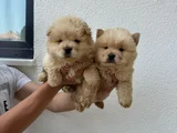 Ayı Surat Chow Chow Yavrular