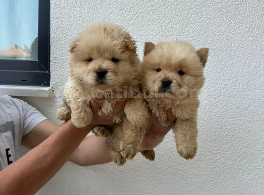 Ayı Surat Chow Chow Yavrular görsel