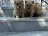 Ayı Surat Chow Chow Yavrular