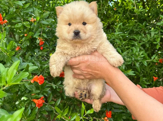 Ayı Surat Chow Chow Yavrular görsel