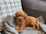 KİLO VE IRK GARANTİLİ TOY POODLE YAVRULAR