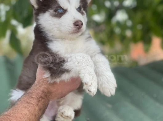 Husky Sibirya Kurdu Yavrular Için Geç Kalmayın görsel