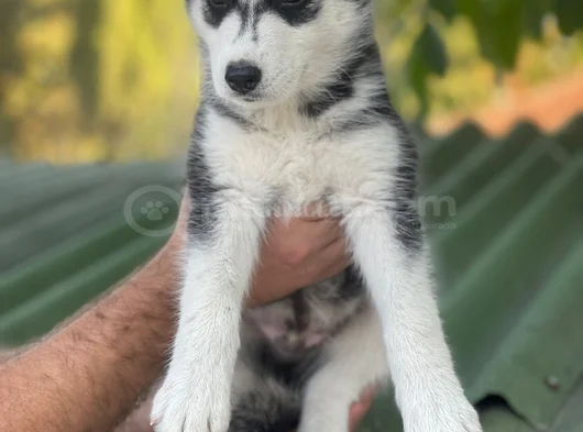 Husky Sibirya Kurdu Yavrular Için Geç Kalmayın görsel