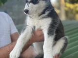 Husky Sibirya Kurdu Yavrular Için Geç Kalmayın