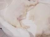 Mini Boy Maltese