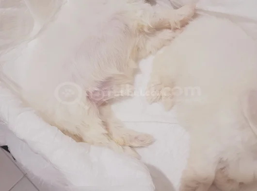 Mini Boy Maltese görsel