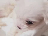Mini Boy Maltese