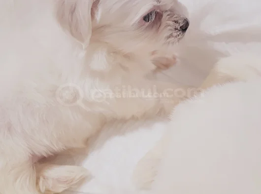 Mini Boy Maltese görsel