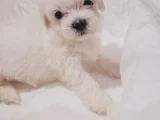 Mini Boy Maltese