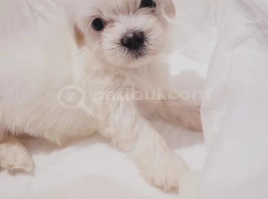 Mini Boy Maltese görsel