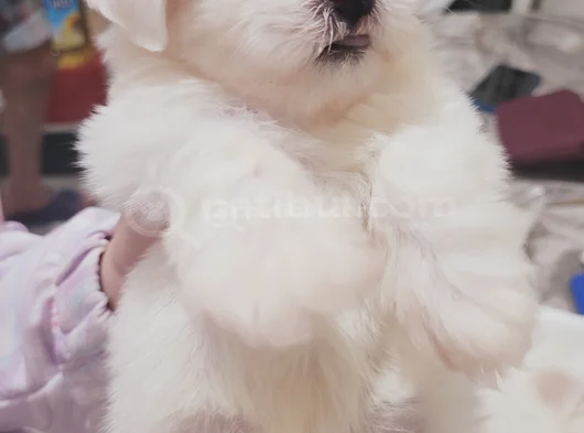 Mini Boy Maltese görsel