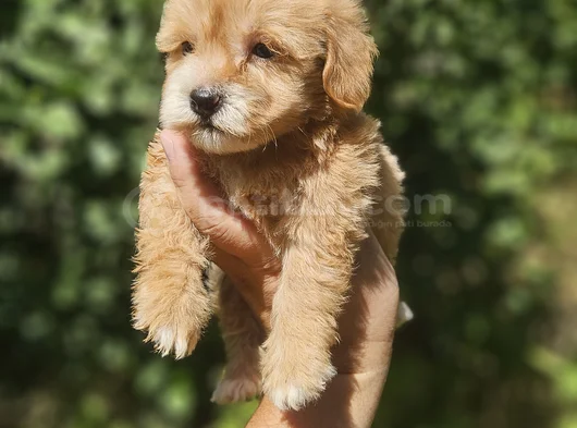 Üst Kalite Maltipoo Yavrularım görsel